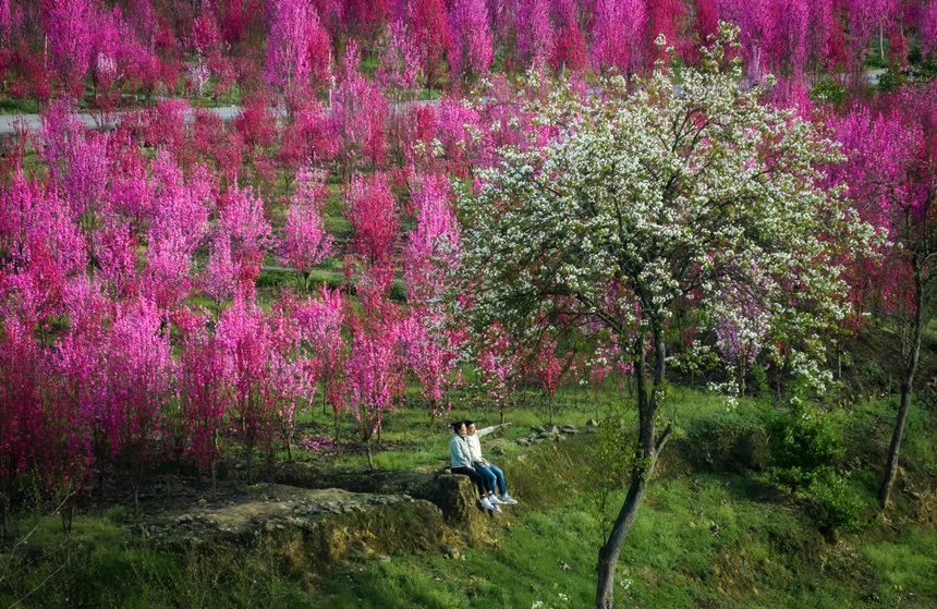 游客在花海中游玩。汪新攝