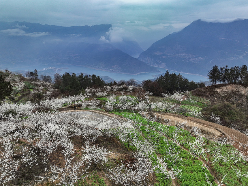 李花裝扮下的瞿塘峽。王正坤攝