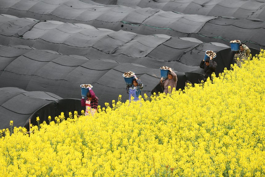 村民在搬運羊肚菌。楊敏攝