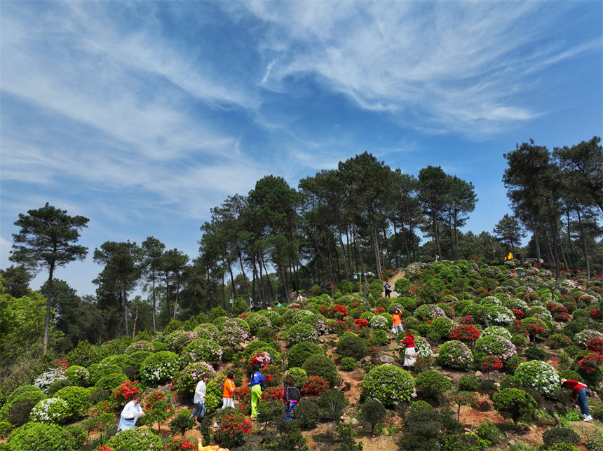 南岸區放牛村杜鵑花盛開，吸引不少市民前來賞花踏春。郭旭攝