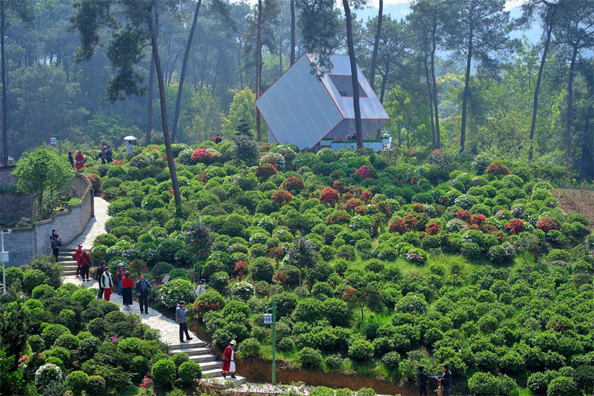 滿山杜鵑花吸引市民前來賞花踏春。郭旭攝