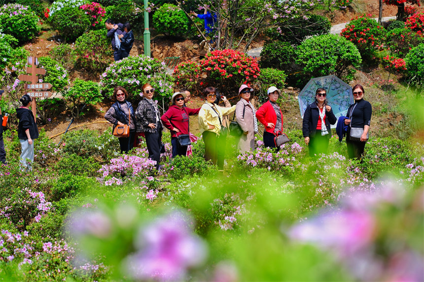 市民賞花踏春。郭旭攝