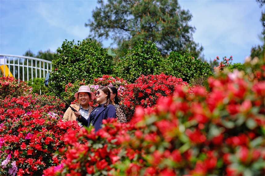 南岸區放牛村杜鵑花盛開，吸引不少市民前來賞花踏春。郭旭攝