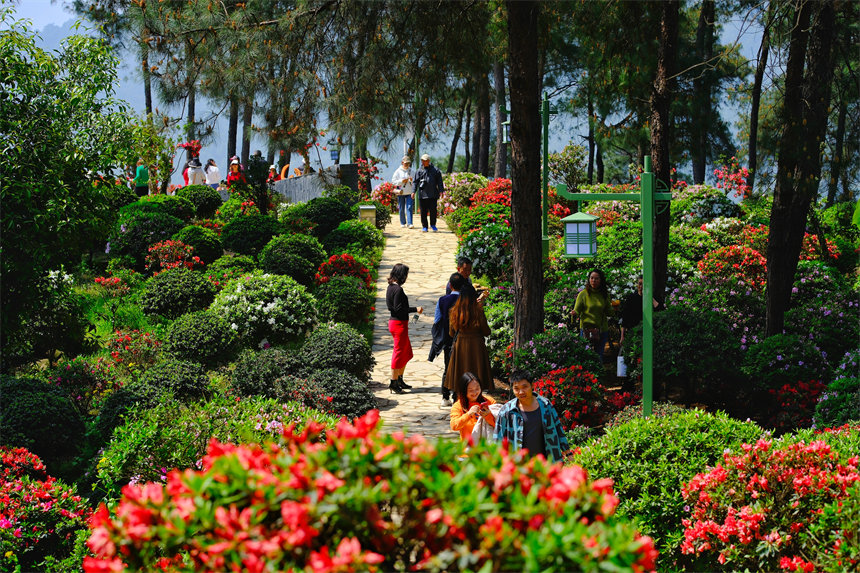 南岸區放牛村杜鵑花盛開，吸引不少市民前來賞花踏春。郭旭攝
