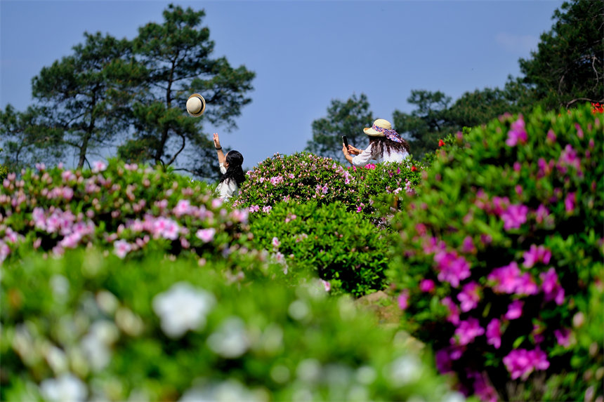 滿山杜鵑花吸引市民前來賞花踏春。郭旭攝