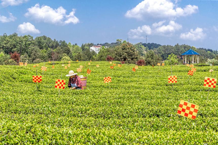 綠色生態茶園穿上了“花衣”。瞿明斌攝