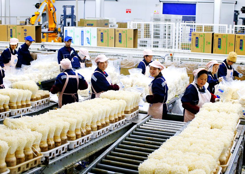 工人在流水線上采收金針菇。曹永龍攝