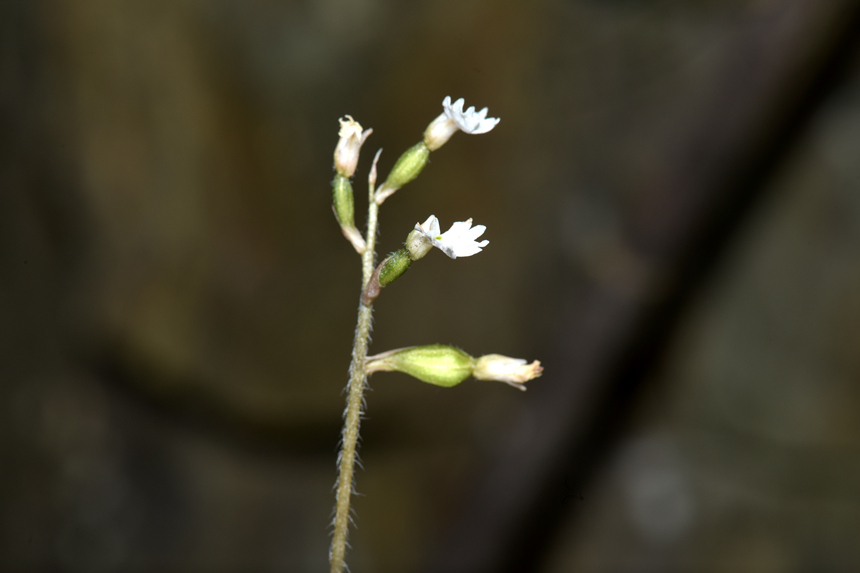 中華叉柱蘭。周厚林攝