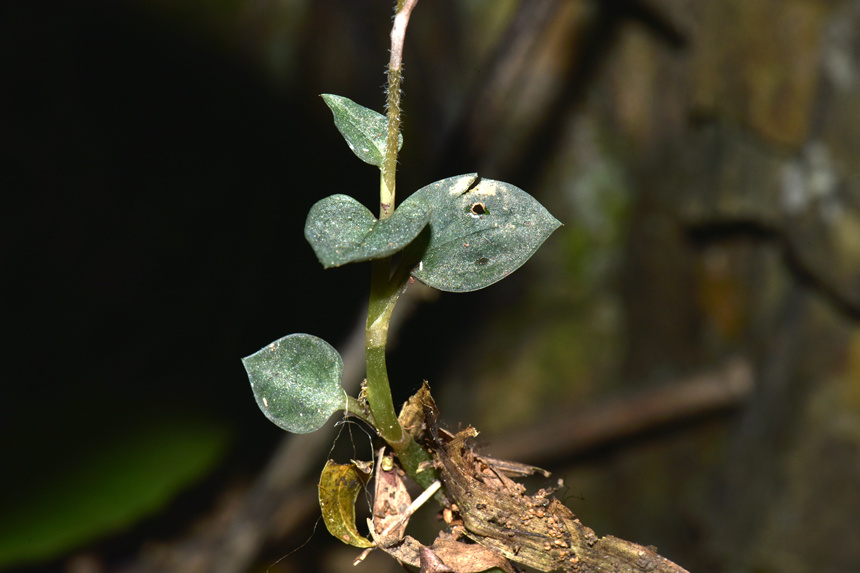 中華叉柱蘭的莖和葉。周厚林攝