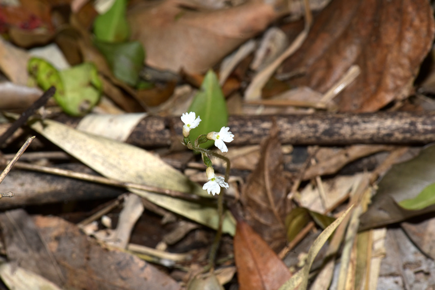 中華叉柱蘭。周厚林攝