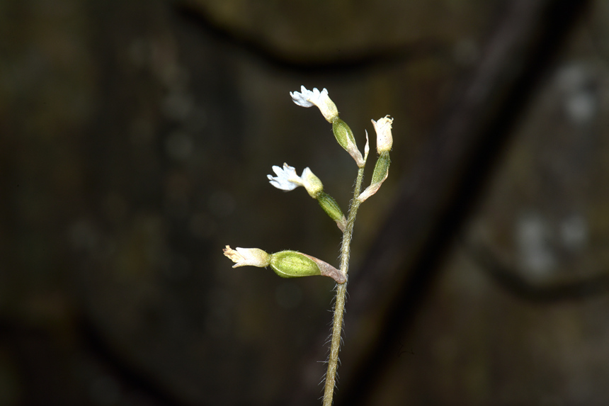 中華叉柱蘭。周厚林攝