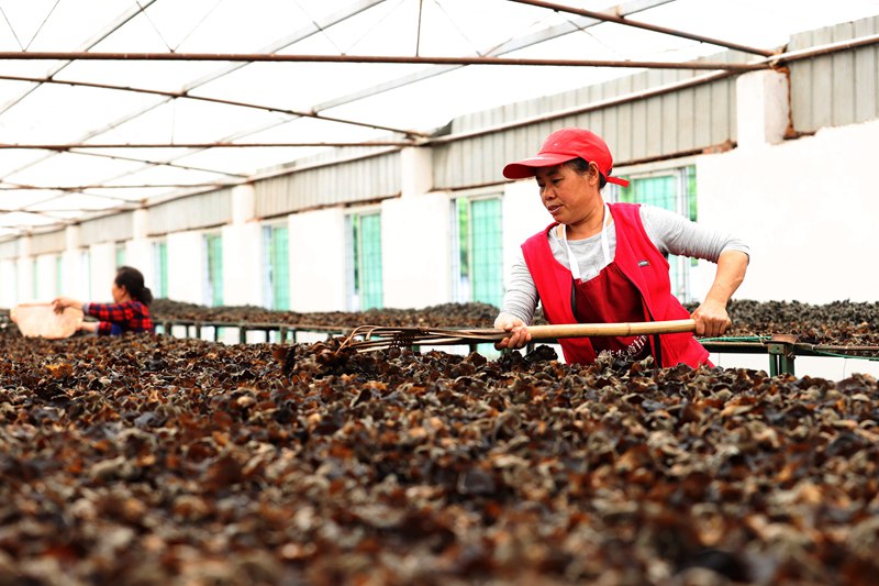 村民在采收黑木耳。楊敏攝