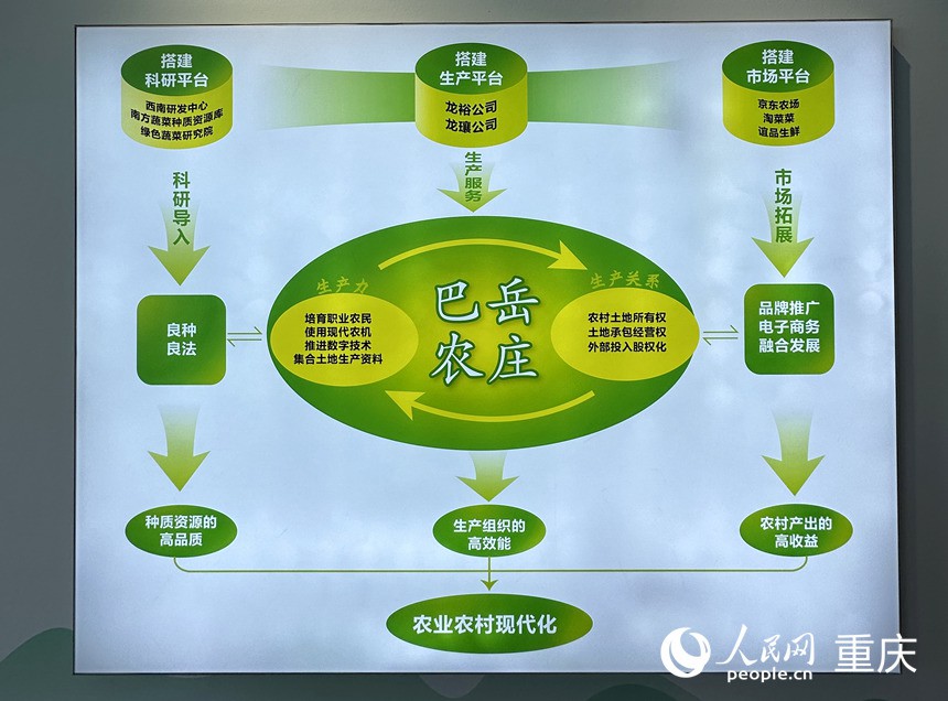 “巴岳農莊”運作示意圖。人民網記者 劉政寧攝