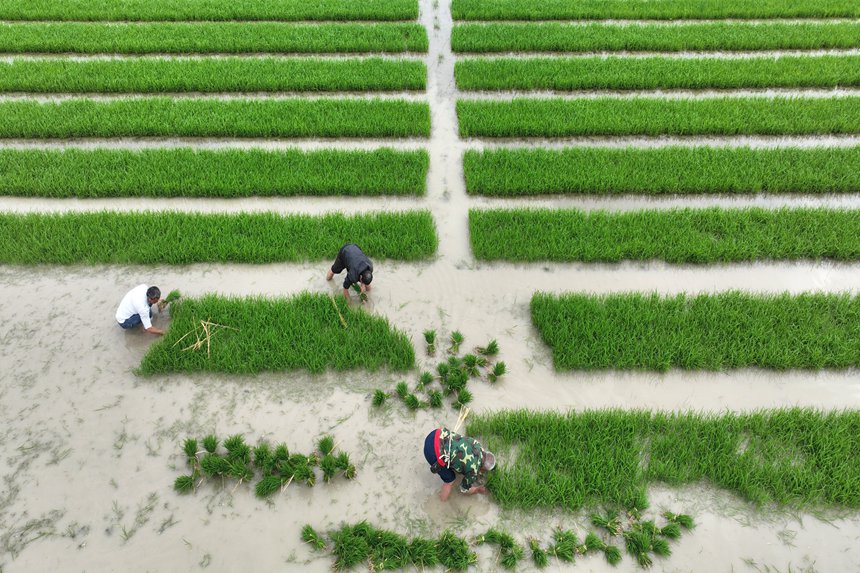 村民在“馬喇貢米”基地起秧。楊敏攝