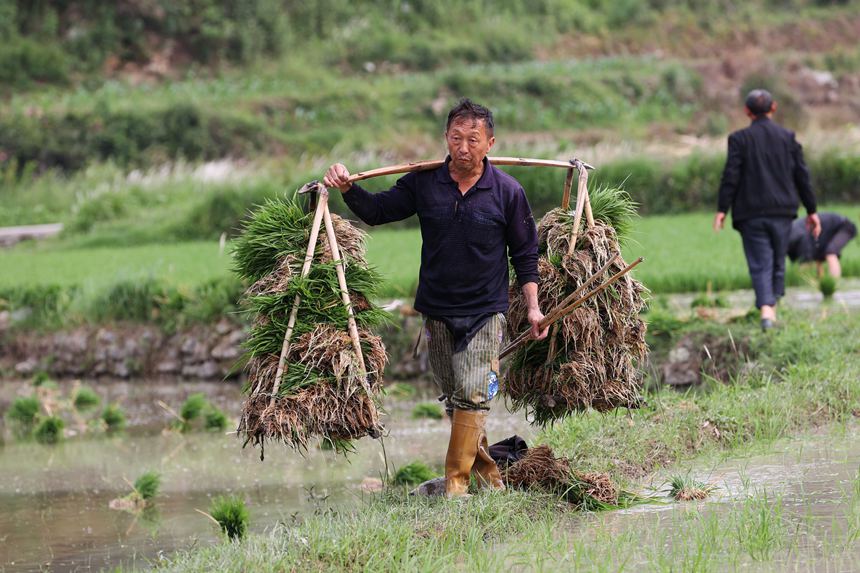 村民在“馬喇貢米”基地起秧。楊敏攝