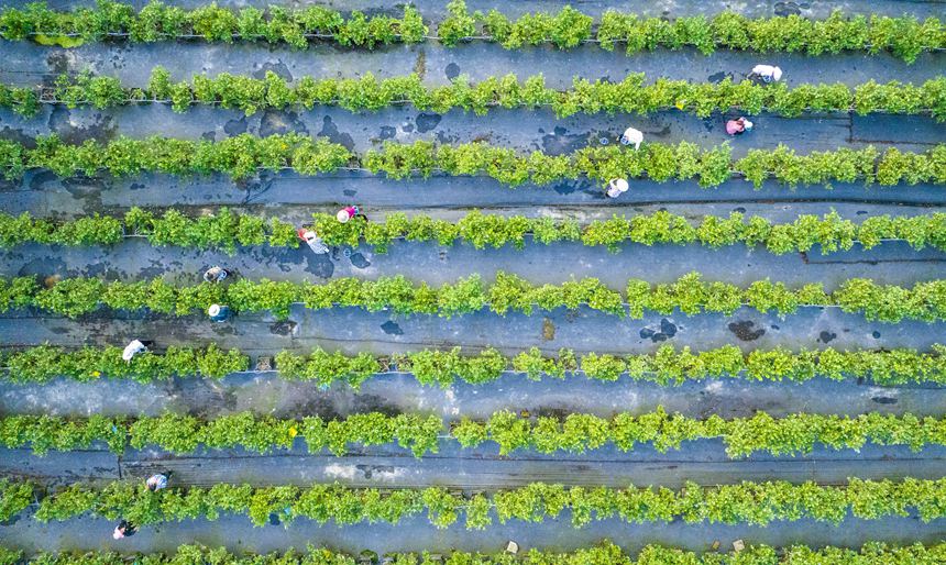 村民正在采收藍莓。甘昊旻攝