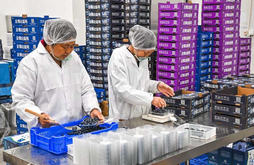 工人在分揀新剛采收的藍莓。甘昊旻攝