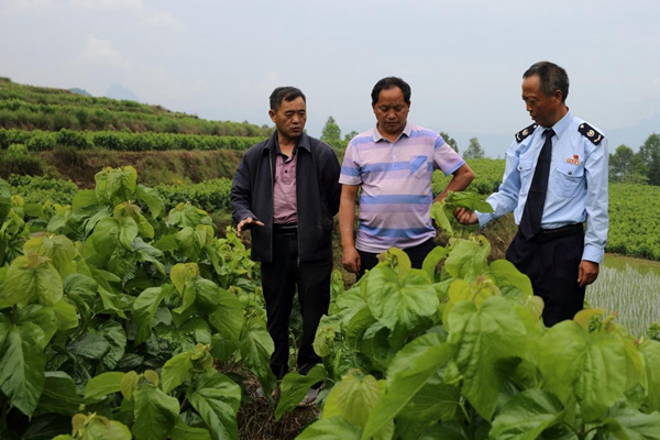 在黔江區黑溪鎮光明村蠶桑養殖基地，黔江區稅務局駐村第一書記張紹淦向村民講解蠶桑養殖需要注意的問題。譚為駿攝