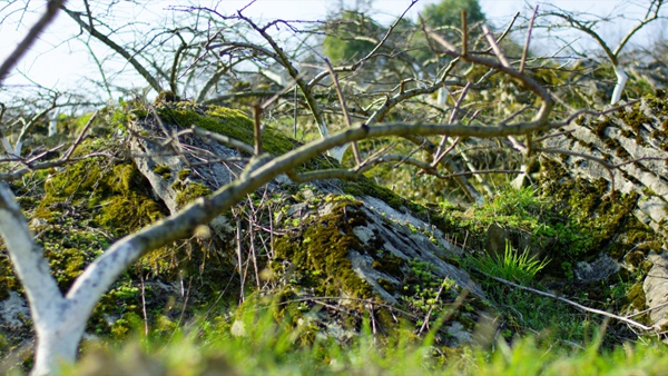 武隆石漠化治理。重慶市林業局供圖