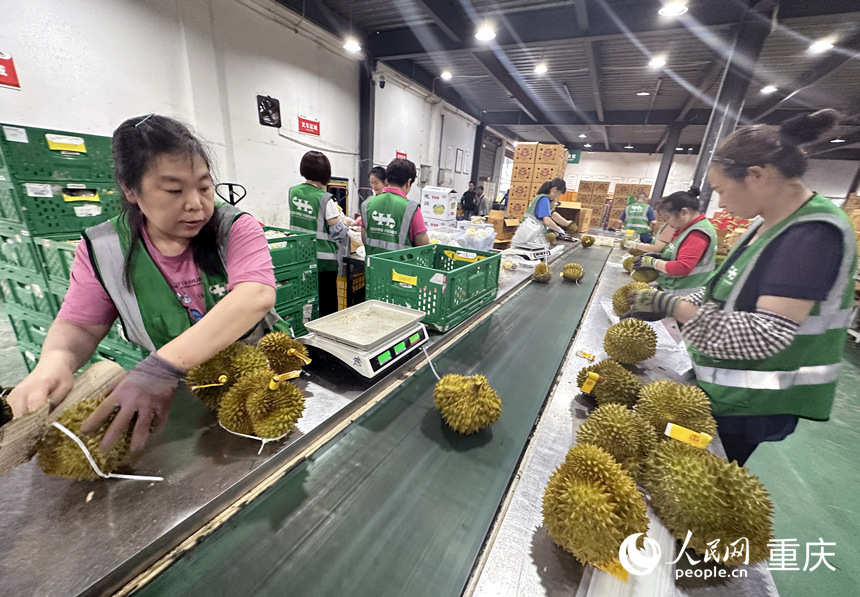 工作人員正在分揀榴蓮。人民網記者 劉政寧攝
