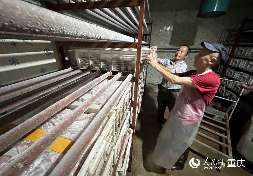 工作人員將處理好的家禽搬運至凍庫進行冷凍。 人民網記者 劉政寧攝