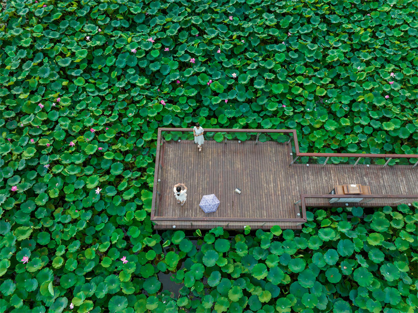 南岸區疊水公園夏荷盛開，吸引了眾多市民、游客前來賞荷。郭旭攝