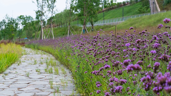 “兩江四岸”葛老溪段。唐鑫攝