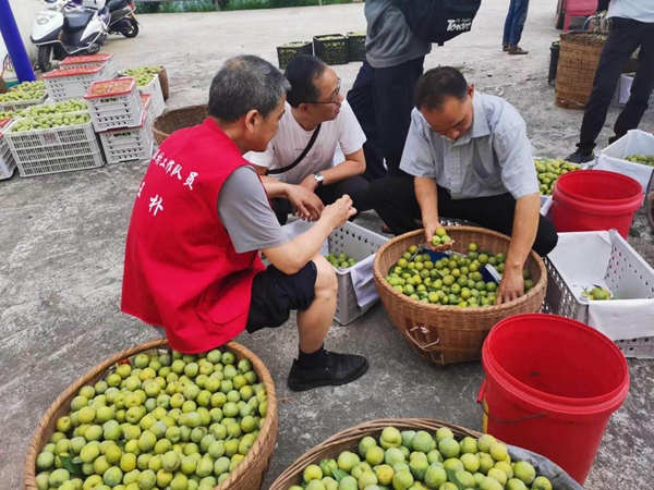 巫山縣稅務局駐村工作隊隊員王樸（左一）幫助官渡鎮竹林村村民銷售脆李。陳太軍攝