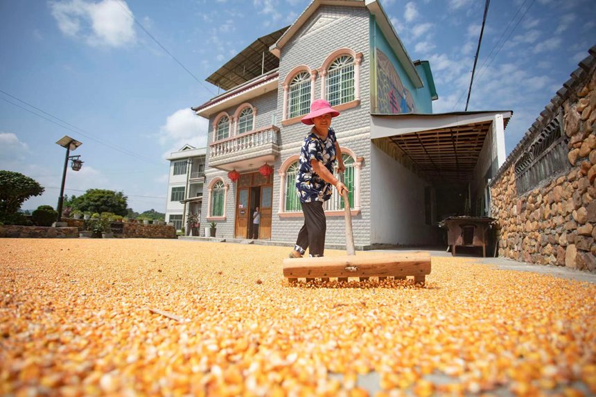 村民正在忙著曬秋。胡程攝