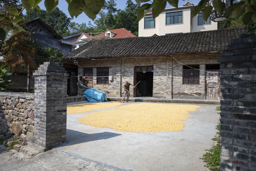 村民正在忙著曬秋。胡程攝