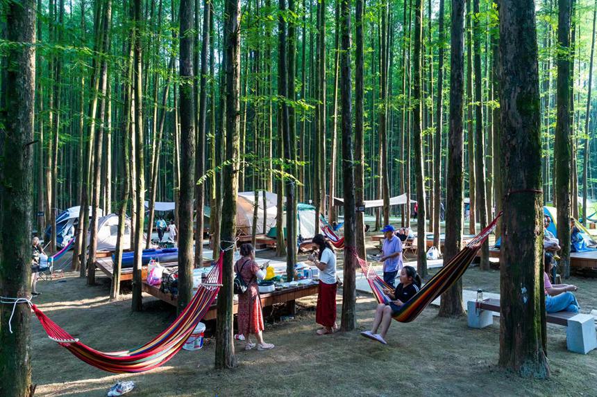 游客在森林公園里露營享受“清涼一夏”。瞿明斌攝