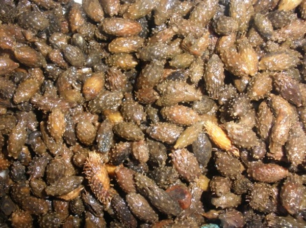 清洗回收后的蒼耳。受訪人供圖