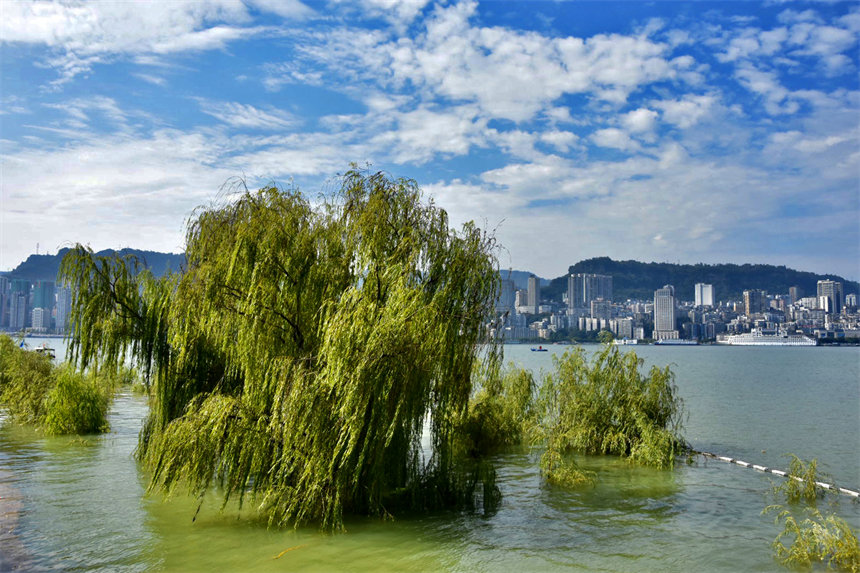 隨著水位的上升，在長江萬州段兩岸消落帶再次呈現出“水中森林”的美景。李茜攝