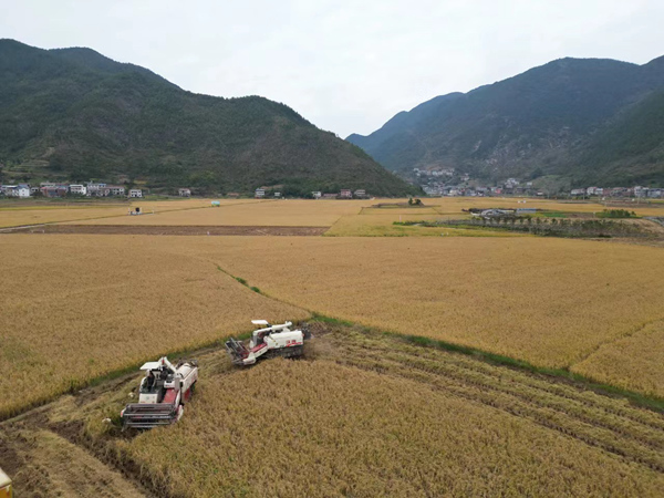 巫山縣廟宇鎮稻田豐收。巫山縣融媒體中心供圖