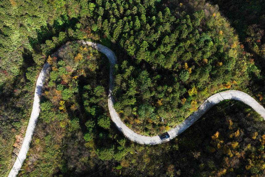 重慶市黔江區國家森林公園彩葉林。楊敏攝