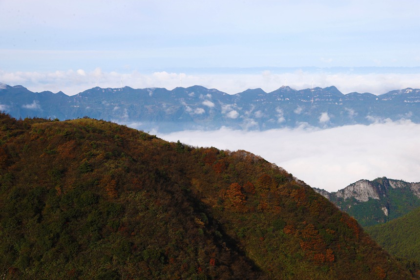 重慶市黔江區國家森林公園彩葉林。楊敏攝