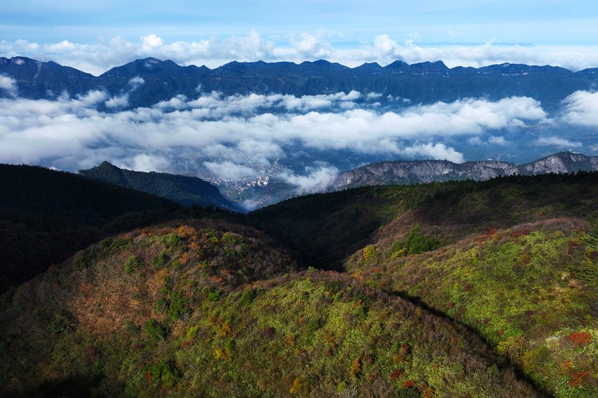 重慶市黔江區國家森林公園彩葉林。楊敏攝
