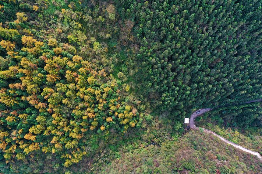 重慶市黔江區國家森林公園彩葉林。楊敏攝