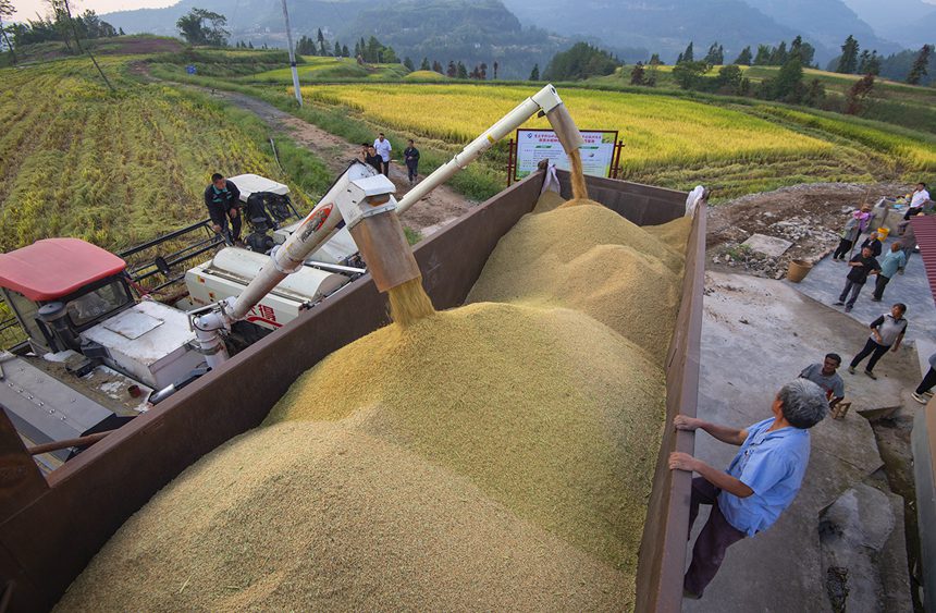 村民們正在運送稻谷。冉孟軍攝