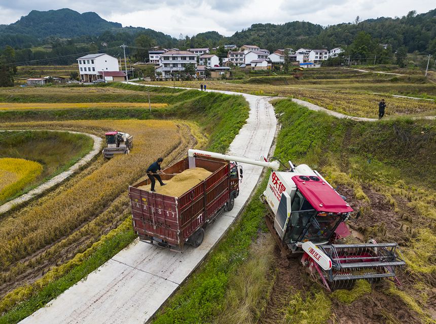 收割機正在收割水稻。冉孟軍攝