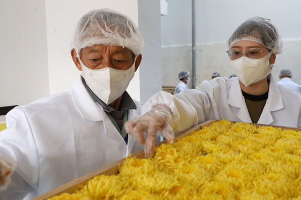 重慶市璧山區中醫院藥劑科人員錢雪梅（右一）在加工烘烤現場。重慶市璧山區中醫院供圖