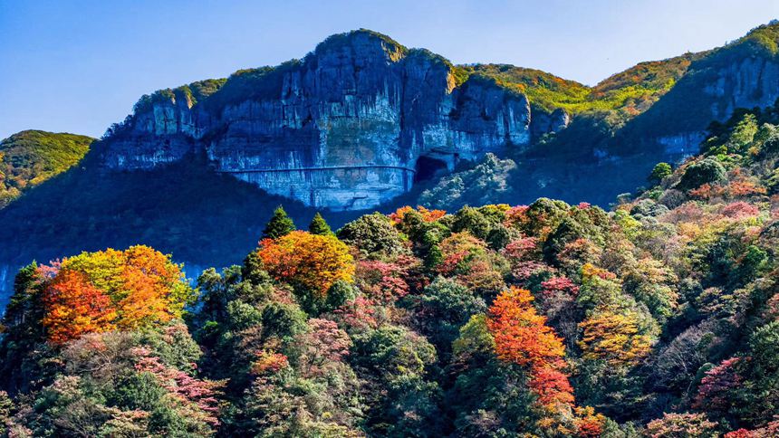 金佛山彩林色彩斑斕恍若“童話”世界。瞿明斌攝