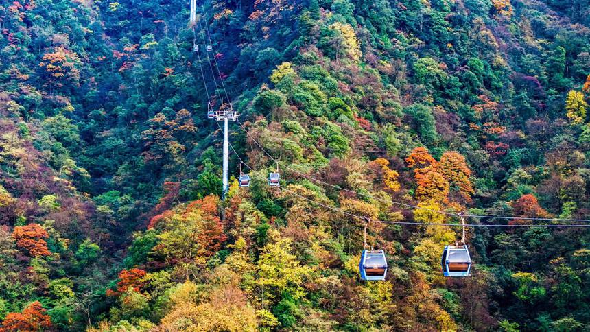 金佛山彩林色彩斑斕恍若“童話”世界。瞿明斌攝