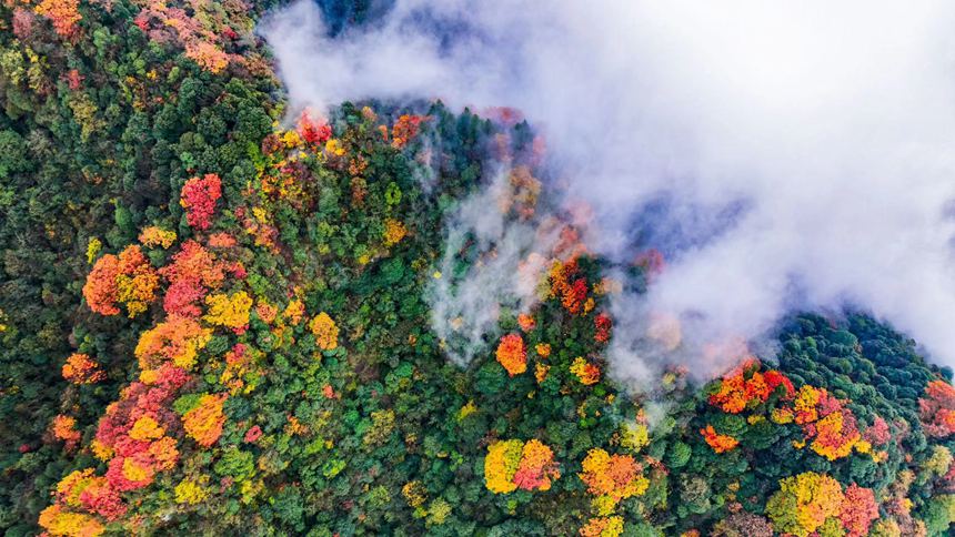 金佛山彩林色彩斑斕恍若“童話”世界。瞿明斌攝