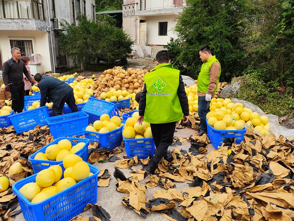 供銷社員工幫助果農采摘運輸當季蜜柚。巴南區供銷社供圖