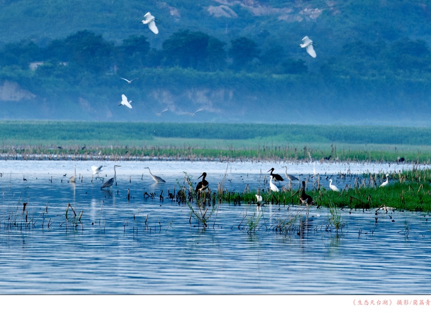 生態天臺湖。 藺荔青攝