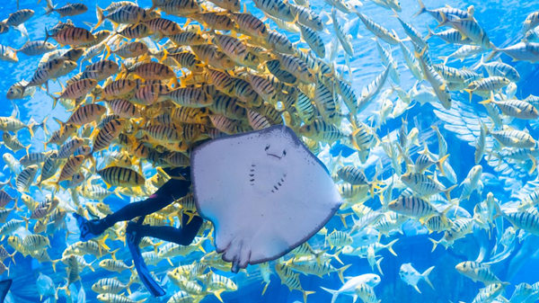 重慶融創海世界魚群圖。融創海世界供圖