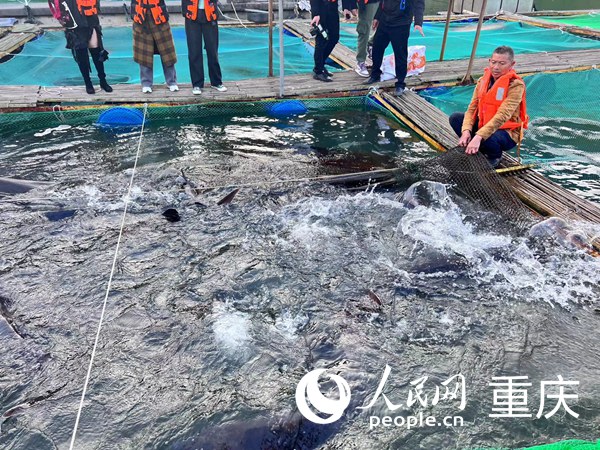 工作人員向記者展示養殖的魚類。人民網記者 馮文彥攝