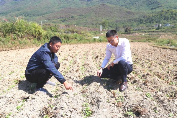 駐村隊員深入田間，調研種植業情況。平安產險重慶分公司供圖