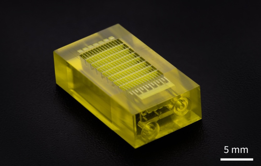 3D打印的毛細血管器官芯片。受訪者供圖